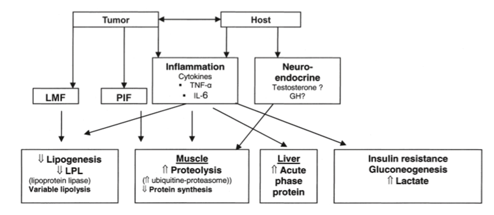 Anorexie Kachexie schéma