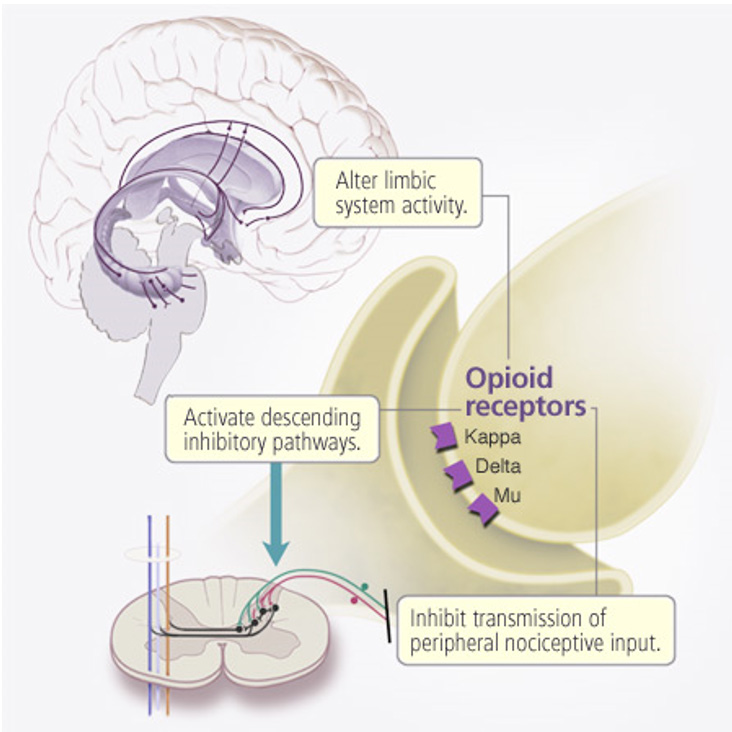 2. a 3. stupeň - OPIOIDY